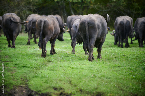 A herd of water buffaloes walking away through a grassy field, surrounded by lush greenery, highlighting their powerful bodies and rural environment in a natural setting