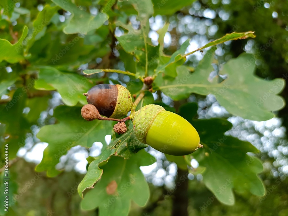 Obraz premium Eicheln zwei Farben