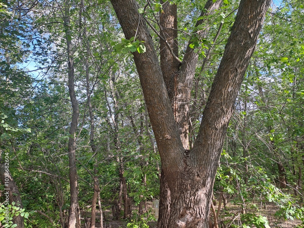 Fototapeta premium tree in the forest