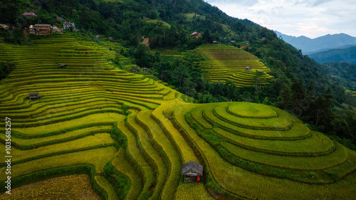 An aerial view of vibrant golden rice terraces curving across the hills, with small traditional huts nestled in between, showcasing the harmony between agriculture and nature in a lush landscape.