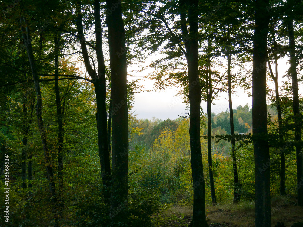 Golden sunset in the forest. Silhouettes of the trunks and branches of the trees. Sun shining through the foliage. Getting darl. Landscape photograohy. Golden sunset in the forest. Silhouettes of the trunks and branches of the trees. Sun shining through the foliage. Getting darl. Landscape photograohy.