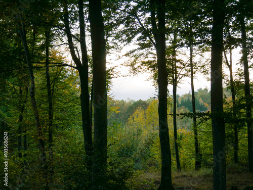 Golden sunset in the forest. Silhouettes of the trunks and branches of the trees. Sun shining through the foliage. Getting darl. Landscape photograohy. photo