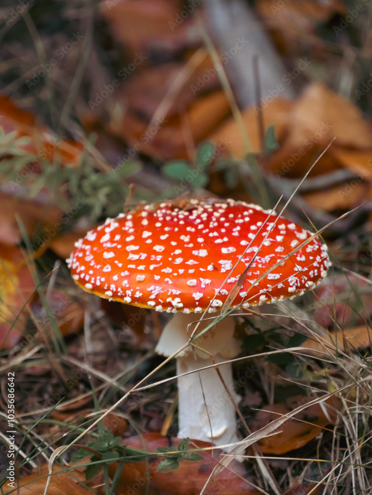 Amanita Muscaria in the Autumn Forest Amanita Muscaria in the Autumn Forest