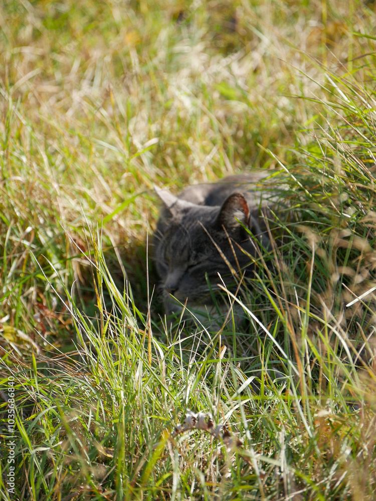 Grey cat laying in the grass outdoors. Sunny weather. Grey cat laying in the grass outdoors. Sunny weather.