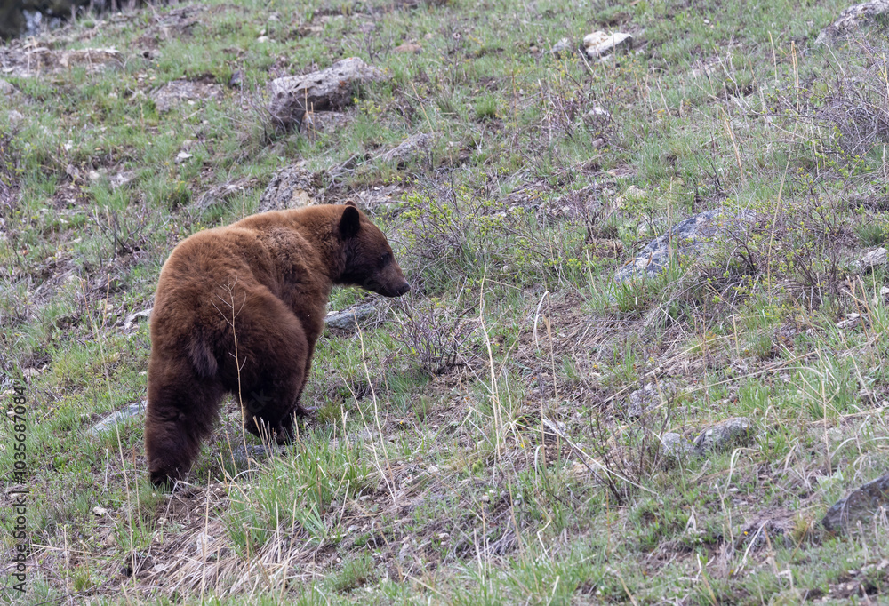 Black Bear in Springtime in Yellowstone National Park Wyoming Black Bear in Springtime in Yellowstone National Park Wyoming