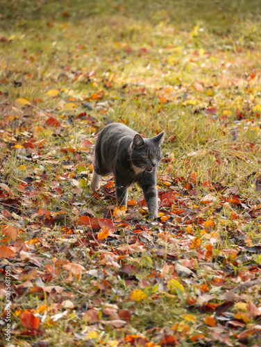 Cat walking around in the fallen autumn leaves photo