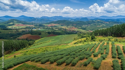 Aerial view of a lush green tea plantation with rows of tea bushes on a hillside, with a mountain range in the background.