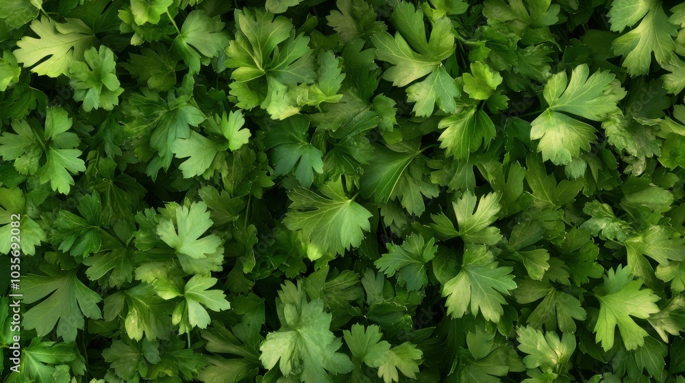 A seamless arrangement of fresh parsley leaves, densely covering the entire surface with vibrant green tones. A seamless arrangement of fresh parsley leaves, densely covering the entire surface with vibrant green tones.