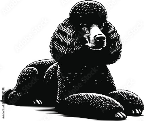 poodle dog in different poses, clipart, and vector silhouette designs.