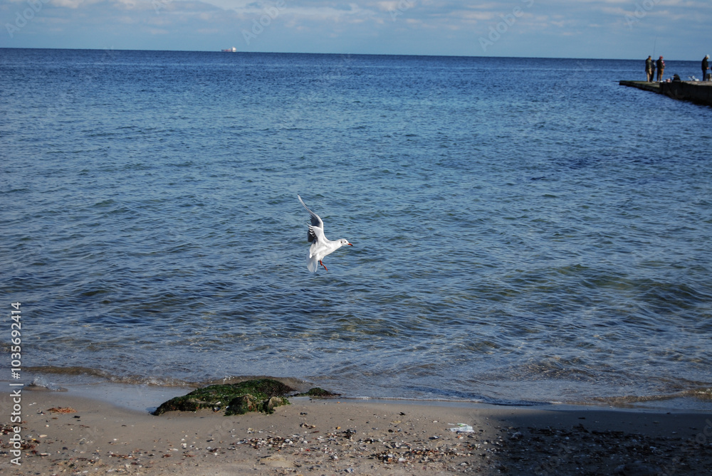 Black Sea white gull in flight.
Beautiful flight of a seagull against the background of the blue water of the Black Sea in Odessa. Black Sea white gull in flight.
Beautiful flight of a seagull against the background of the blue water of the Black Sea in Odessa.