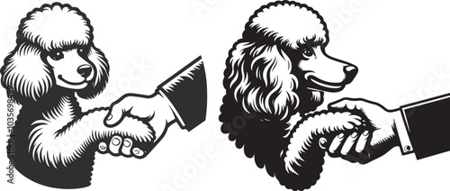 poodle dog in different poses, clipart, and vector silhouette designs.