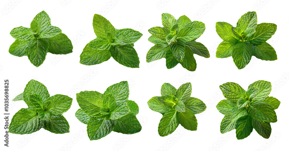 Fresh mint leaves in different arrangements isolated on transparent background Fresh mint leaves in different arrangements isolated on transparent background