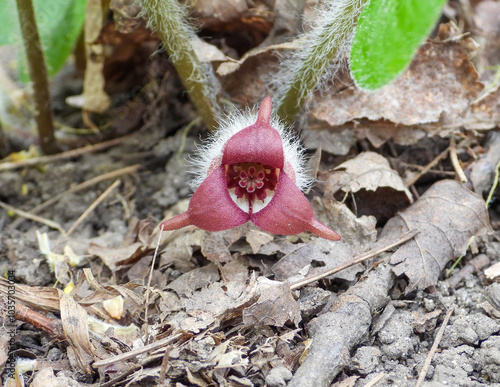 Asarum canadense (Canadian Wild Ginger) Native North American Woodland Wildflower  photo