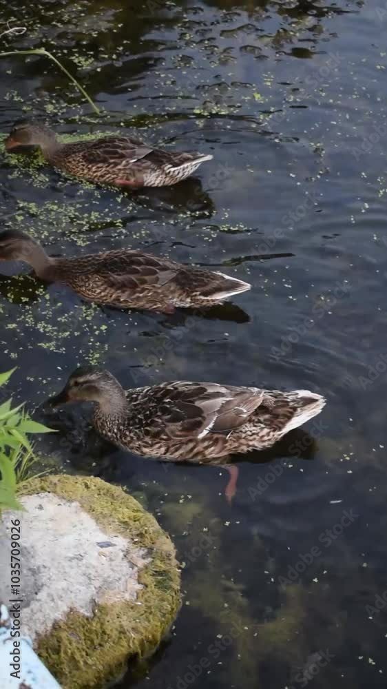 Vertical 17-second video showing a top-down view of three young wild ducks swimming near the shore, searching for food among rocks, duckweed, and reeds in the water Vertical 17-second video showing a top-down view of three young wild ducks swimming near the shore, searching for food among rocks, duckweed, and reeds in the water