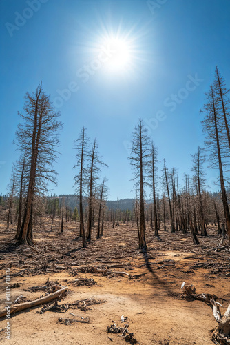 Trees withering under the stress of extreme heat and drought