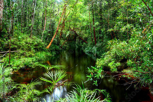 Tranquil Brown River Flowing Through the Remote Jungles of West Kalimantan photo