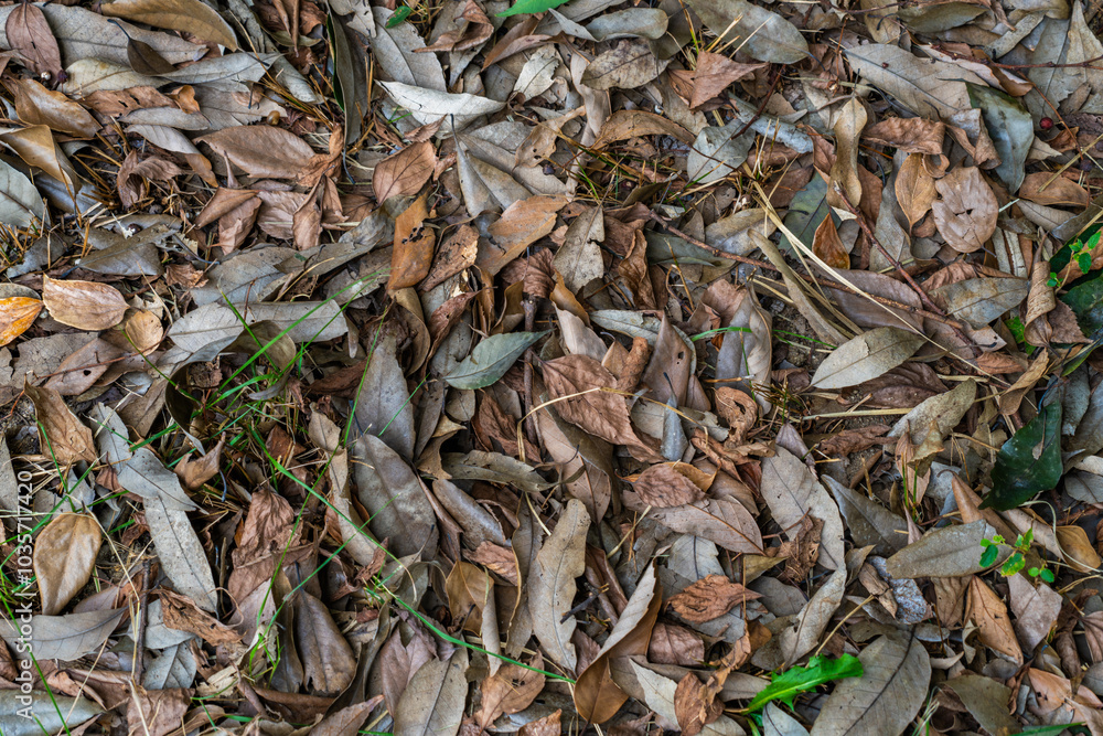 Natural background of fallen leaves that colors autumn Natural background of fallen leaves that colors autumn