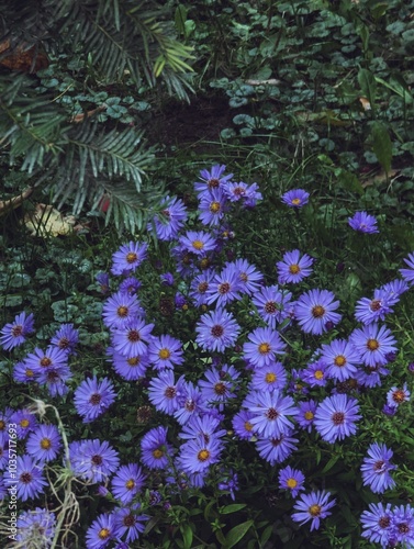 Aster cordifolius, Silver Spray, Michaelmas daisies, Symphyotrichum cordifolium blooming clue purple colorful flowers close up, floral botanical dark mysterious fantasy dreamy mood backdrop backgroud