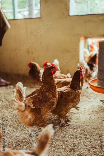 gallinas en un corral photo