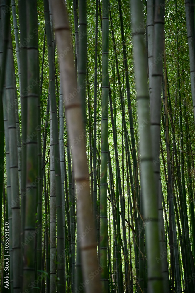 The view of Arashiyama Bamboo Forest aka Arashiyaman Bamboo Grove in Kyoto, Japan. One of Japan's most famous tourist attraction. Bamboo landscape. Travel and nature concept. The view of Arashiyama Bamboo Forest aka Arashiyaman Bamboo Grove in Kyoto, Japan. One of Japan's most famous tourist attraction. Bamboo landscape. Travel and nature concept.