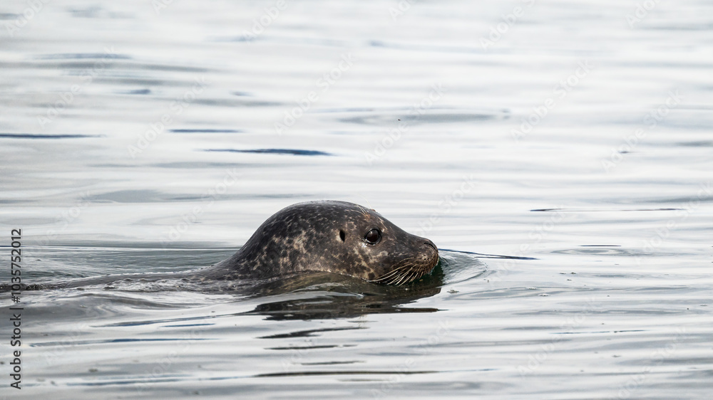 Obraz premium wild life inside the Vatnsnes Peninsula, Iceland