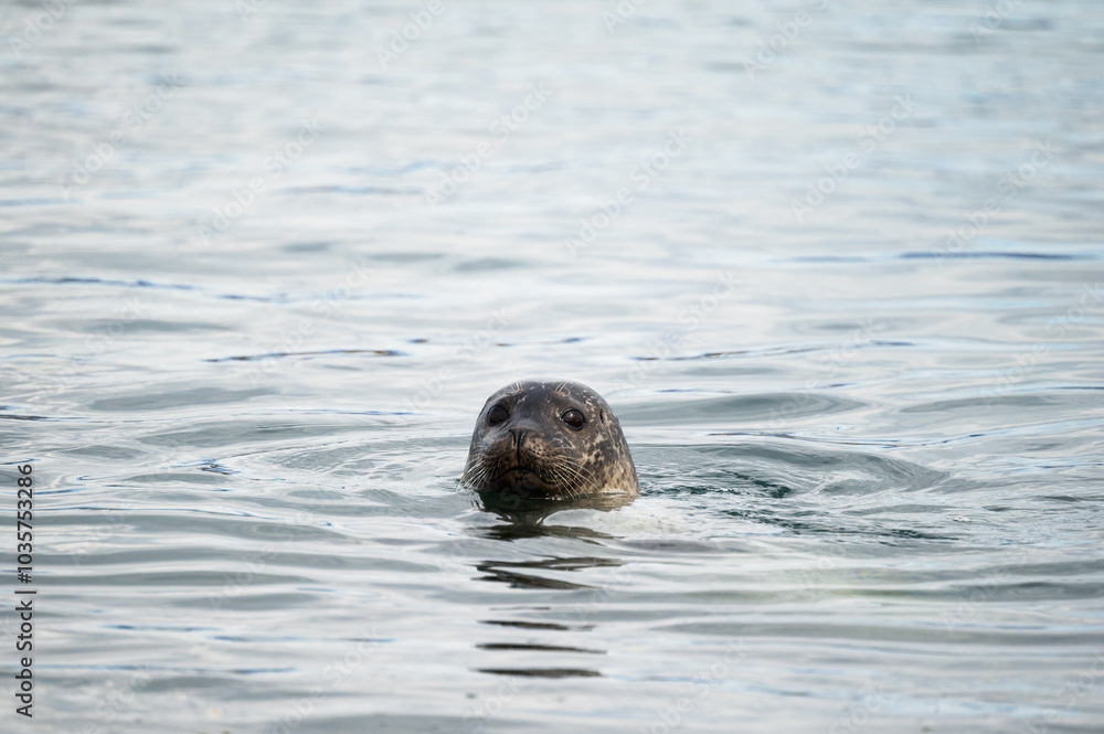 Fototapeta premium wild life inside the Vatnsnes Peninsula, Iceland