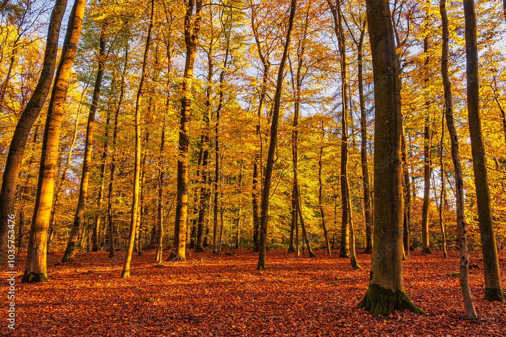 Obraz premium The autumnally colored forest in the Taunus on a sunny day