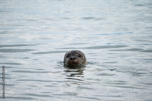 wild life inside the Vatnsnes Peninsula, Iceland photo