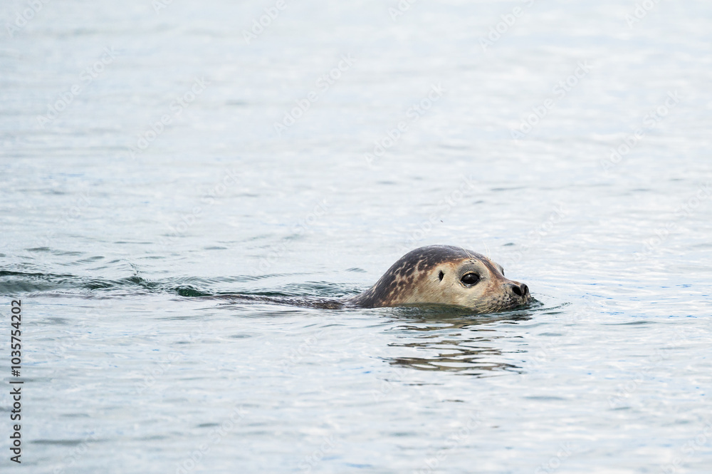 Fototapeta premium wild life inside the Vatnsnes Peninsula, Iceland