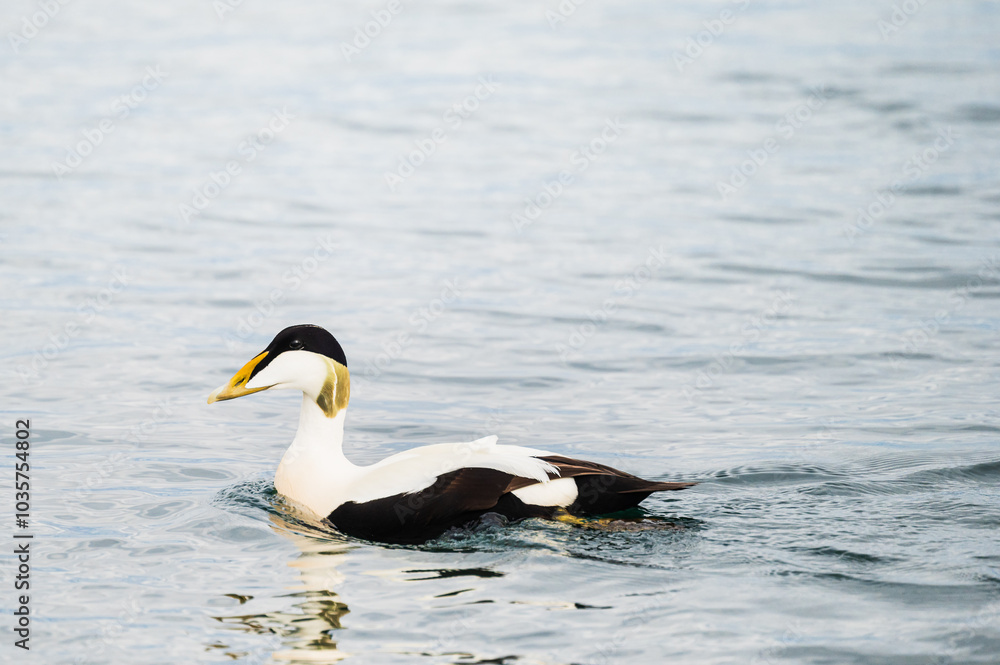 wild life inside the Vatnsnes Peninsula, Iceland wild life inside the Vatnsnes Peninsula, Iceland