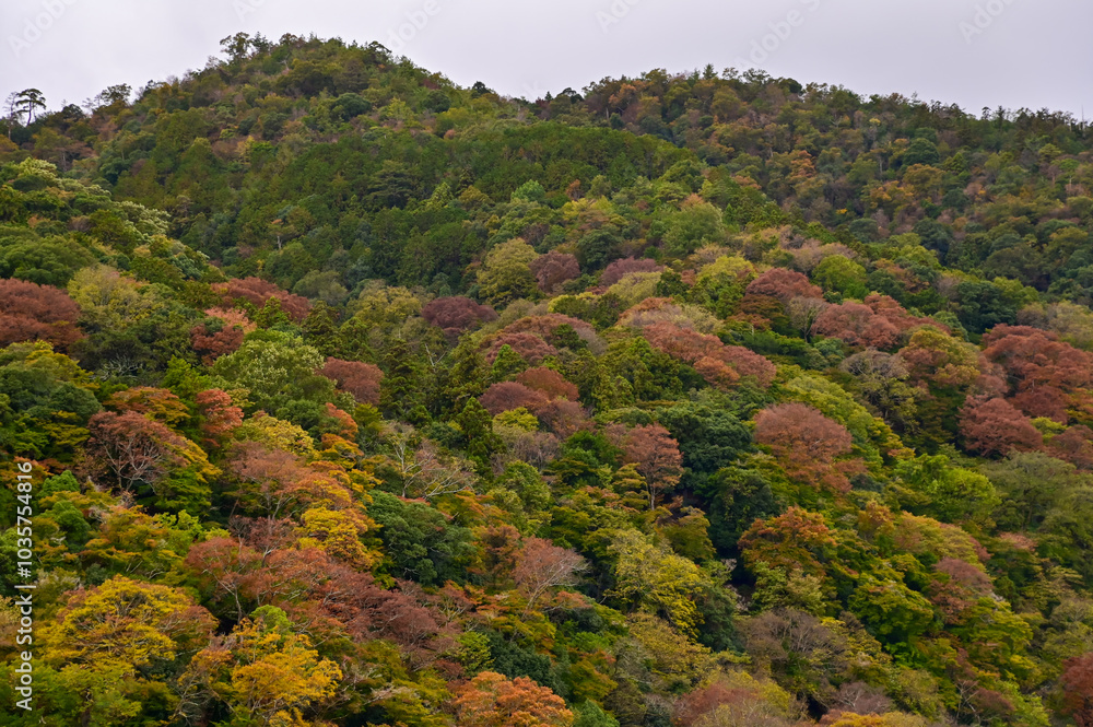 The view of Katsura River at autumn from Togetsukyo Bridge, Kyoto, Japan. A well-known place of scenic beauty in the western hills of Kyoto. Nature and travel concept. The view of Katsura River at autumn from Togetsukyo Bridge, Kyoto, Japan. A well-known place of scenic beauty in the western hills of Kyoto. Nature and travel concept.