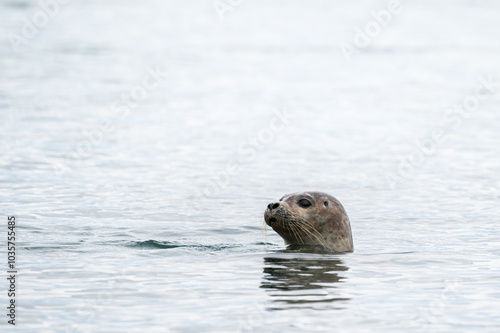 wild life inside the Vatnsnes Peninsula, Iceland photo