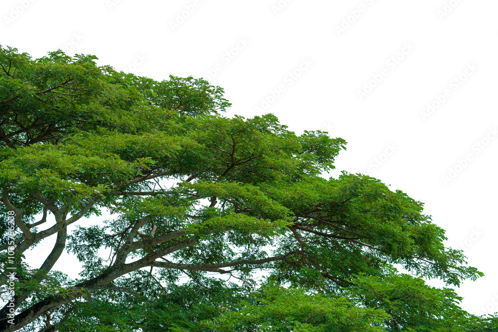 Fototapeta premium Isolated of big tree on white background.