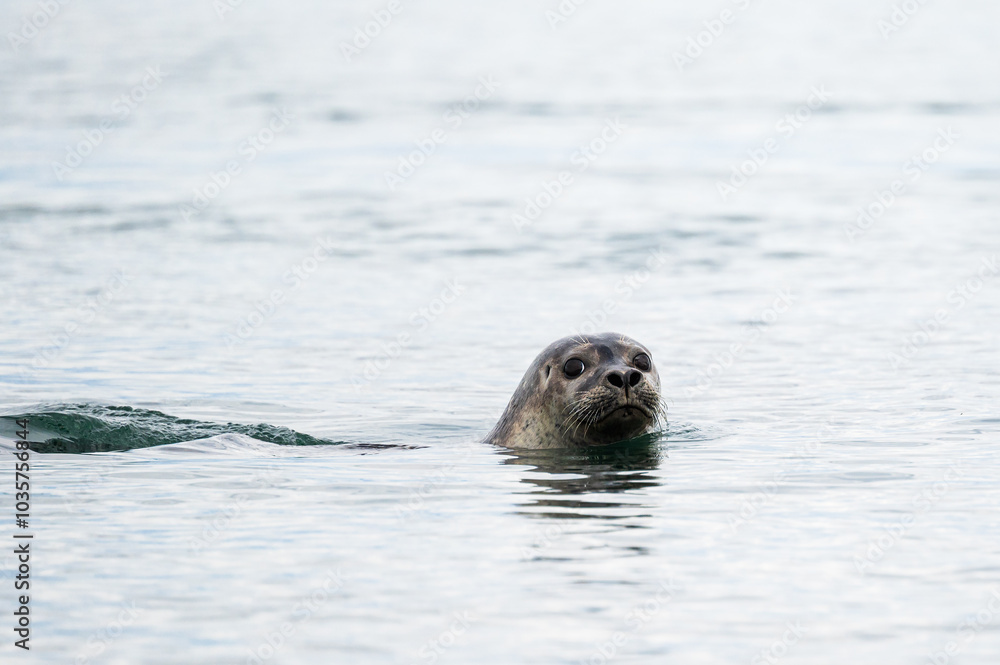 Obraz premium wild life inside the Vatnsnes Peninsula, Iceland