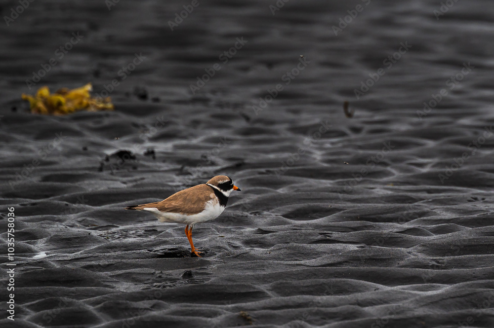 wild life inside the Vatnsnes Peninsula, Iceland