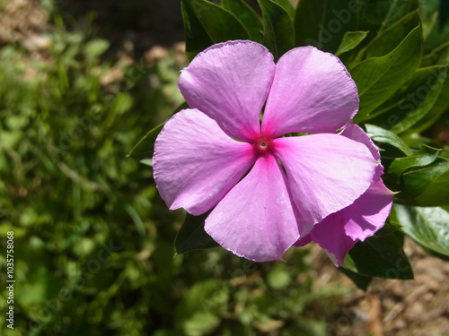 Pervinca