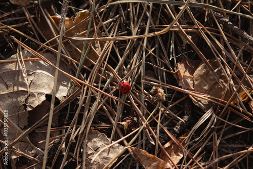 Ladybug on leaves and pine needles