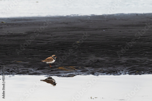 wild life inside the Vatnsnes Peninsula, Iceland photo