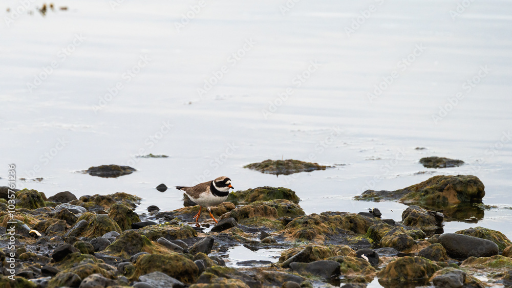 wild life inside the Vatnsnes Peninsula, Iceland wild life inside the Vatnsnes Peninsula, Iceland