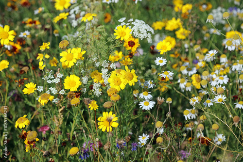 Closeup of Corn Marigold and Common Chamomile flowers, Suffolk England
 photo