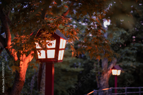 Japanische Laterne vor einem Ahornbaum in einem Tempelgarten photo