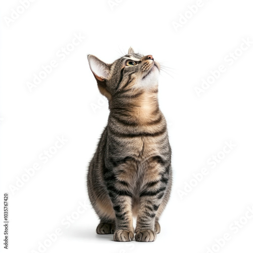 Curious tabby cat standing isolated on clean white background, looking up