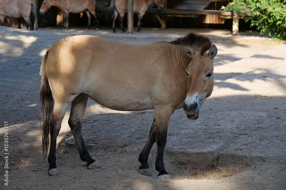 Przewalski horse in zoo, Equus caballus Przewalski horse in zoo, Equus caballus