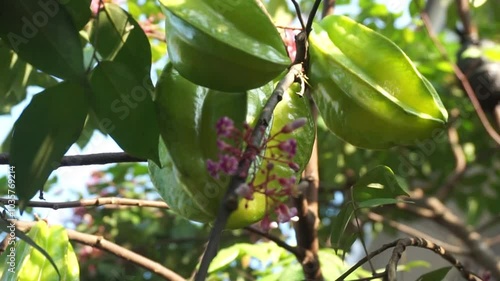 STAR FRUIT FLOWER 