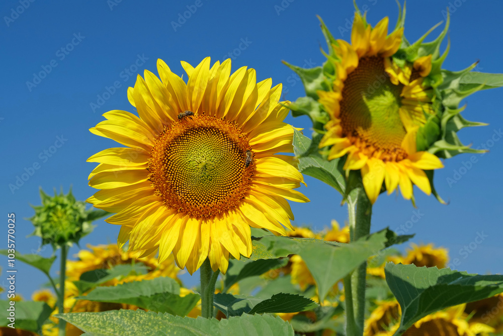 Field of beautiful sunflowers with many bees working. Bees are hard at work Field of beautiful sunflowers with many bees working. Bees are hard at work