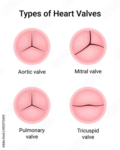 Types of the Heart Valves