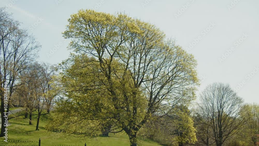 Fresh Green Leaves And Flowers Bloom On Maple Trees In Full Spring Foliage, Captured In Dartmouth Park, Nova Scotia, Canada. Fresh Green Leaves And Flowers Bloom On Maple Trees In Full Spring Foliage, Captured In Dartmouth Park, Nova Scotia, Canada.