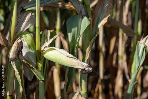 Corn cobs in a corn plantation, Burgundy, France. photo