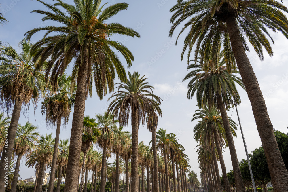 Casablanca, Morocco. parc de la ligue arabe. English : The Arab League Park. Alley of Roystonea oleracea, sometimes known as the Caribbean royal palm. Casablanca, Morocco. parc de la ligue arabe. English : The Arab League Park. Alley of Roystonea oleracea, sometimes known as the Caribbean royal palm.