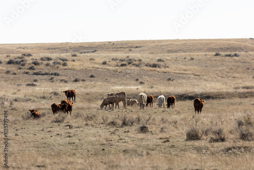 Montana Cattle Ranch, Grass-fed Livestock